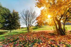 fall in park