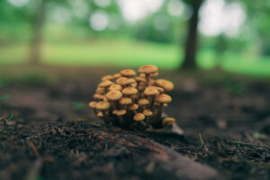 Microdosing Mushrooms