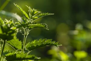 natural energy boosters