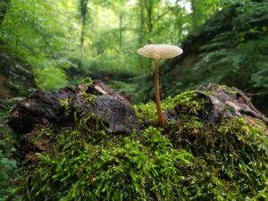 the healing properties of mycelium