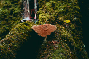 why cannabinoids and mushrooms make the perfect wellness duo