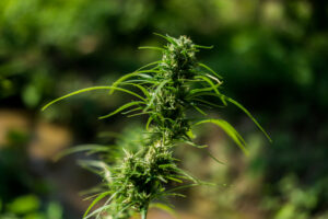 endocannabinoid system explained